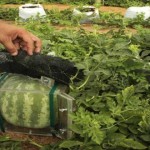 Alimentos curiosos: la sandía cuadrada