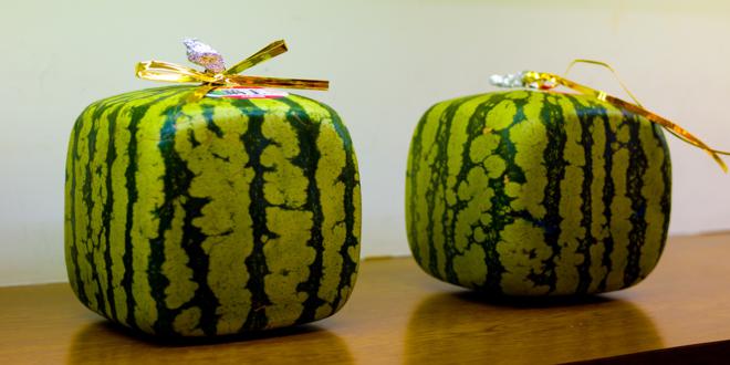 square-watermelons_660x330
