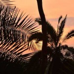 Selva de Uganda