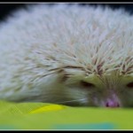 Curiosidades sobre el albinismo