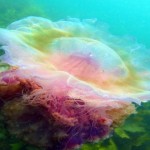 Un monstruo marino: la medusa cabeza de león