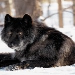 El misterio de los lobos negros