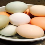 Huevos blancos, huevos marrones… pero, ¿cuál es la diferencia?
