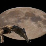Águila sobre la luna