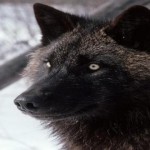 El misterio de los lobos negros