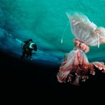 Un monstruo marino: la medusa cabeza de león