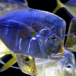 ¿Los peces beben agua?