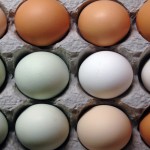 Huevos blancos, huevos marrones… pero, ¿cuál es la diferencia?