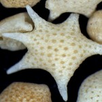 La playa con arena de estrellas