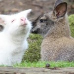 Curiosidades sobre el albinismo