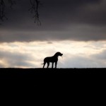 Las leyendas del perro negro del infierno