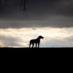 4430306396_722d2a931b_o_660x330-min