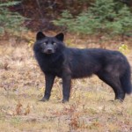 El misterio de los lobos negros