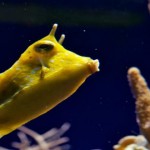 ¿Los peces beben agua?