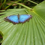 Las misteriosas mariposas vampiro: ¡se alimentan de sangre!