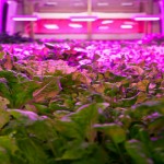 ¿Las granjas del futuro estarán en una habitación?