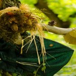 El portal a lo «maligno» de Hoia-Baciu, en Transilvania