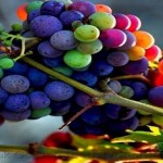 ¿Existen de verdad las «uvas arcoíris»?