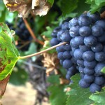 ¿Existen de verdad las «uvas arcoíris»?