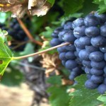 ¿Existen de verdad las «uvas arcoíris»?