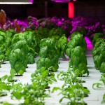 ¿Las granjas del futuro estarán en una habitación?