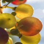 ¿Existen de verdad las «uvas arcoíris»?