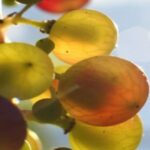 9697758645_9152924c19_k_660x330-min