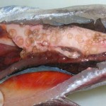 Anisakis parasito