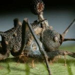 Cordyceps parasito zombie