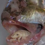 Cymothoa exigua parasito lengua