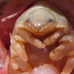 Cymothoa exigua parasito lengua peces