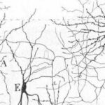teoría de la neurona