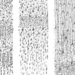 dibujos del cerebro de Ramón y Cajal