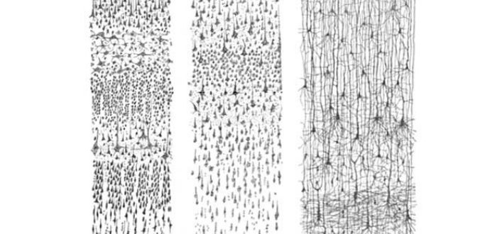 dibujos del cerebro de Ramón y Cajal