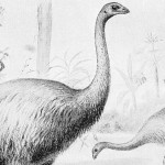 Moa, el ave gigante de Nueva Zelanda