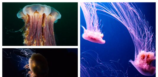 Medusa melena de León.