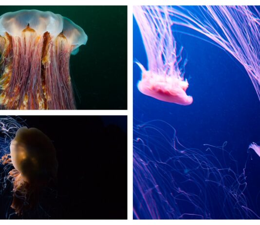 Medusa melena de León.