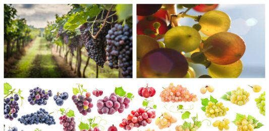 Las Uvas Arcoíris | ¿Existen de verdad?