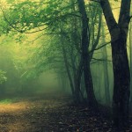 Hoia Baciu bosque encantado