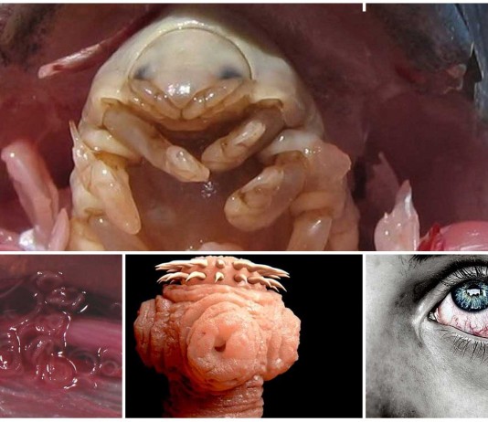 Los 5 parásitos más desagradables de la naturaleza Los 5 parásitos más desagradables de la naturaleza