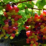 ¿Existen de verdad las «uvas arcoíris»?