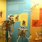 ¿Quién imitó primero, el loro o el humano?