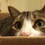 Aquí hay gato encerrado y el porqué de otras expresiones