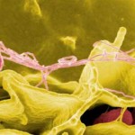 ¿Cuántas células tiene el cuerpo humano?