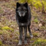 Lobbos negros. Supercurioso