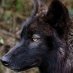 Lobbos negros. Supercurioso