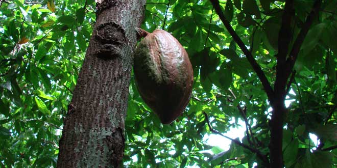 Cacao silvestre