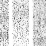 Detalle. Ilustración de un estudio comparativo de las áreas sensoriales del córtex humano
