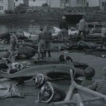 calderones muertos, 196, Islas Faroe