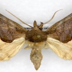 Las misteriosas mariposas vampiro: ¡se alimentan de sangre!